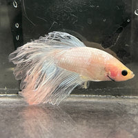 the-fish-farm Male Betta Male Betta - One Only - 3 Choose your favourite Male Betta from The Fish Farm Australia
