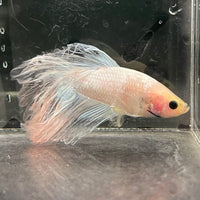 the-fish-farm Male Betta Male Betta - One Only - 3 Choose your favourite Male Betta from The Fish Farm Australia