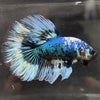 the-fish-farm Male Betta Male Betta - One Only - 4 Choose your favourite Male Betta from The Fish Farm Australia