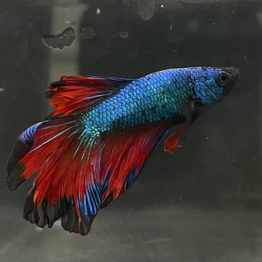 the-fish-farm Male Betta Male Betta - One Only - 4 Choose your favourite Male Betta from The Fish Farm Australia