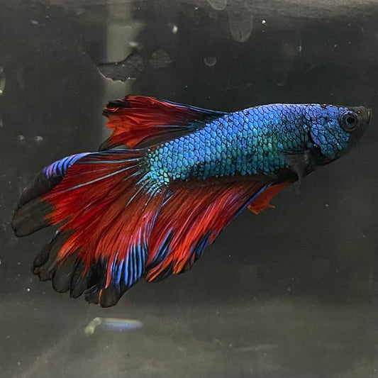 the-fish-farm Male Betta Male Betta - One Only - 4 Choose your favourite Male Betta from The Fish Farm Australia