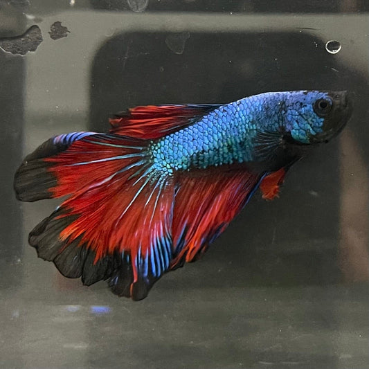 the-fish-farm Male Betta Male Betta - One Only - 4 Choose your favourite Male Betta from The Fish Farm Australia