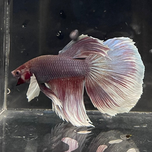 the-fish-farm Male Betta Male Betta - One Only - 4 Choose your favourite Male Betta from The Fish Farm Australia