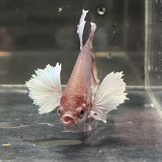 the-fish-farm Male Betta Male Betta - One Only - 4 Choose your favourite Male Betta from The Fish Farm Australia