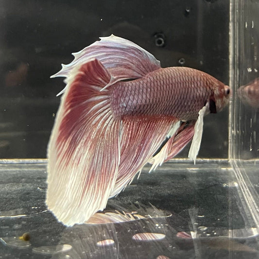 the-fish-farm Male Betta Male Betta - One Only - 4 Choose your favourite Male Betta from The Fish Farm Australia