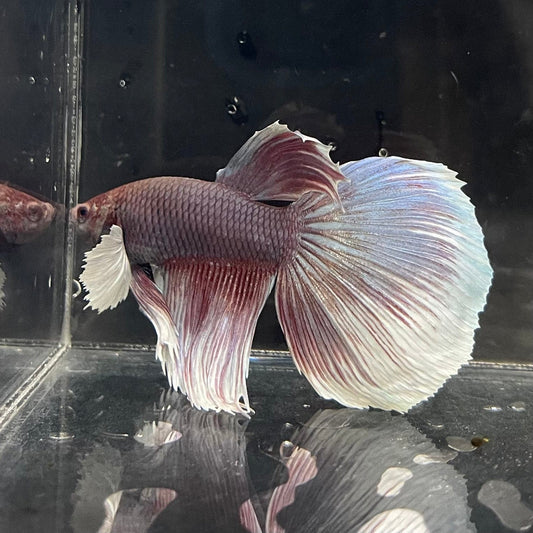 the-fish-farm Male Betta Male Betta - One Only - 4 Choose your favourite Male Betta from The Fish Farm Australia