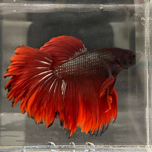 the-fish-farm Male Betta Male Betta - One Only - 4 Choose your favourite Male Betta from The Fish Farm Australia