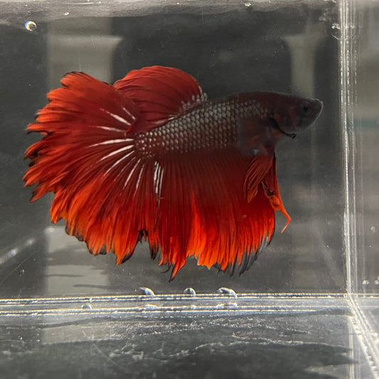 the-fish-farm Male Betta Male Betta - One Only - 4 Choose your favourite Male Betta from The Fish Farm Australia