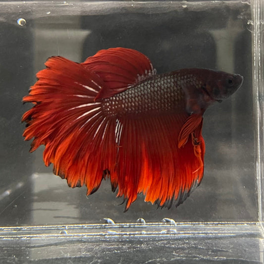 the-fish-farm Male Betta Male Betta - One Only - 4 Choose your favourite Male Betta from The Fish Farm Australia