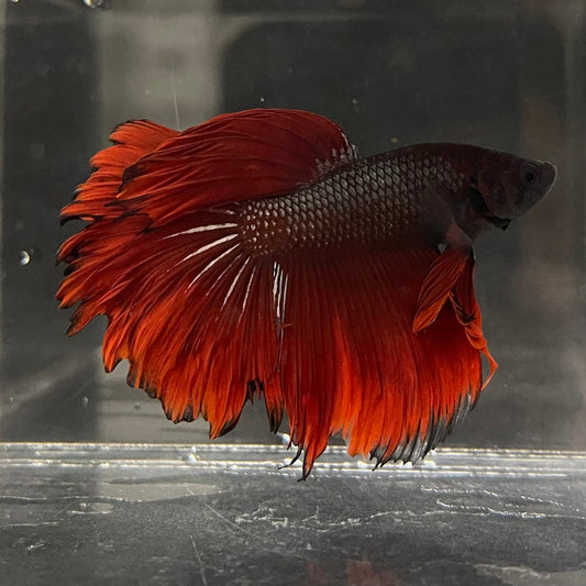 the-fish-farm Male Betta Male Betta - One Only - 4 Choose your favourite Male Betta from The Fish Farm Australia