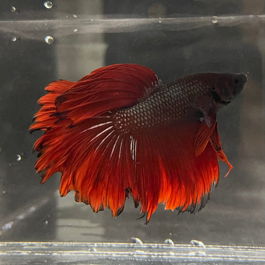 the-fish-farm Male Betta Male Betta - One Only - 4 Choose your favourite Male Betta from The Fish Farm Australia