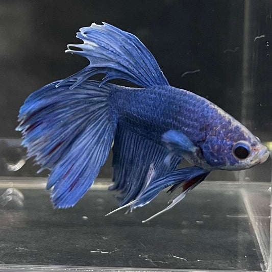 the-fish-farm Male Betta Male Betta - One Only - 4 Choose your favourite Male Betta from The Fish Farm Australia