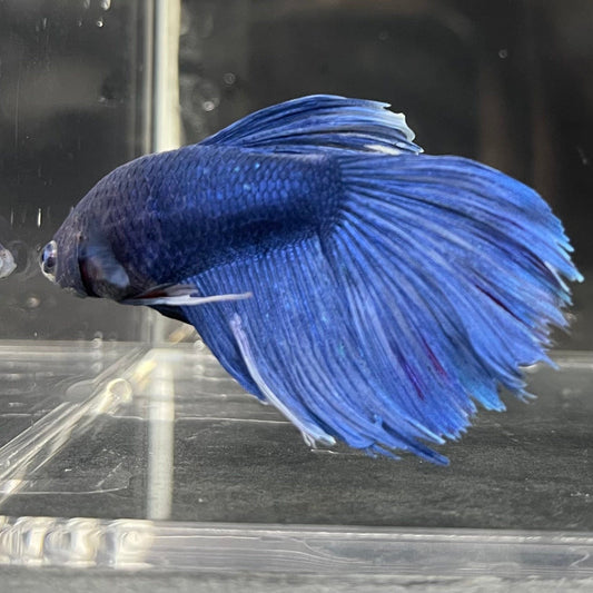the-fish-farm Male Betta Male Betta - One Only - 4 Choose your favourite Male Betta from The Fish Farm Australia