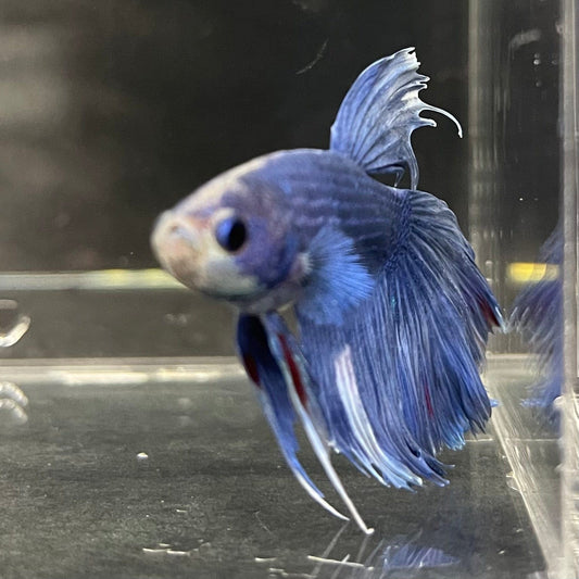 the-fish-farm Male Betta Male Betta - One Only - 4 Choose your favourite Male Betta from The Fish Farm Australia