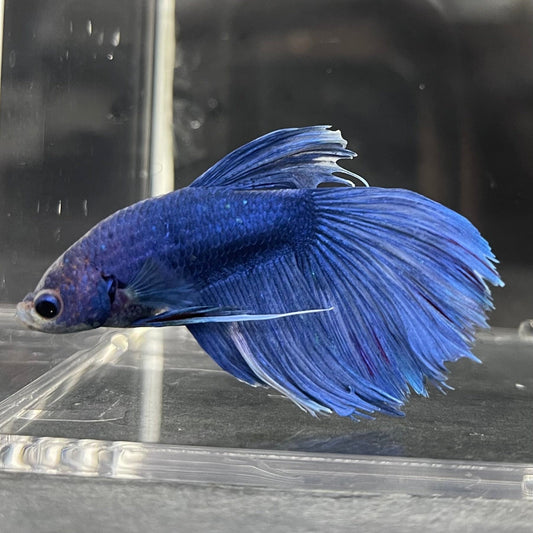 the-fish-farm Male Betta Male Betta - One Only - 4 Choose your favourite Male Betta from The Fish Farm Australia