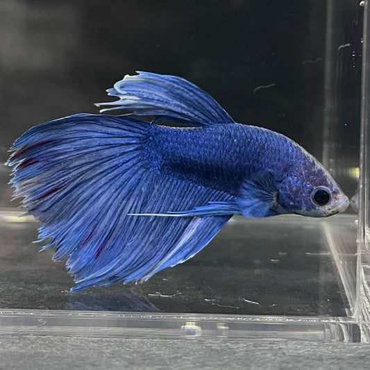 the-fish-farm Male Betta Male Betta - One Only - 4 Choose your favourite Male Betta from The Fish Farm Australia