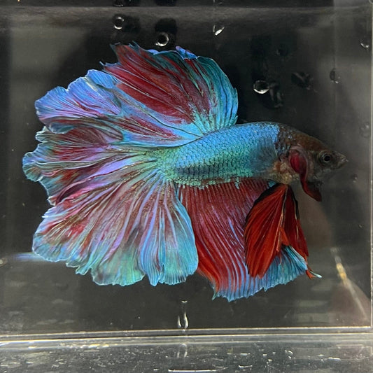 the-fish-farm Male Betta Male Betta - One Only - 4 Choose your favourite Male Betta from The Fish Farm Australia
