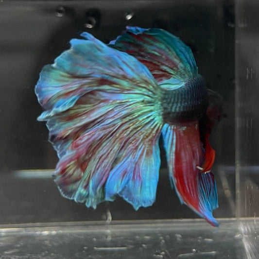 the-fish-farm Male Betta Male Betta - One Only - 4 Choose your favourite Male Betta from The Fish Farm Australia