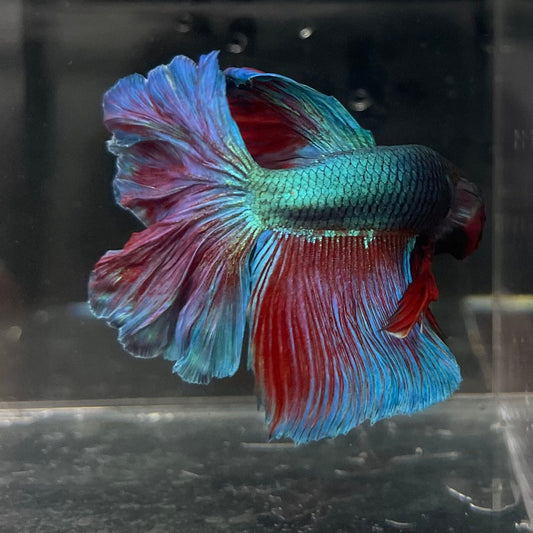 the-fish-farm Male Betta Male Betta - One Only - 4 Choose your favourite Male Betta from The Fish Farm Australia