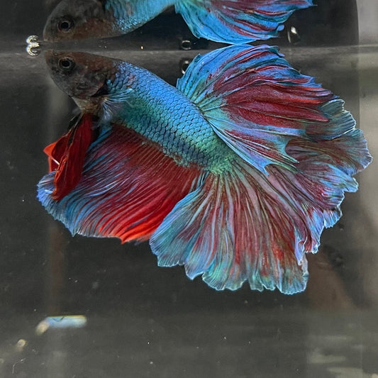 the-fish-farm Male Betta Male Betta - One Only - 4 Choose your favourite Male Betta from The Fish Farm Australia