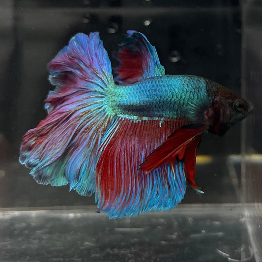 the-fish-farm Male Betta Male Betta - One Only - 4 Choose your favourite Male Betta from The Fish Farm Australia