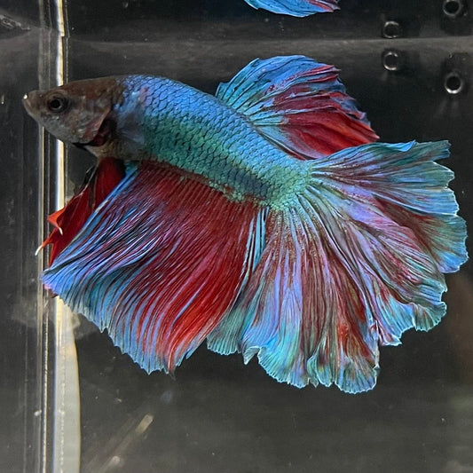 the-fish-farm Male Betta Male Betta - One Only - 4 Choose your favourite Male Betta from The Fish Farm Australia