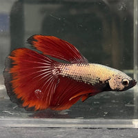 the-fish-farm Male Betta Male Betta - One Only - 4 Choose your favourite Male Betta from The Fish Farm Australia