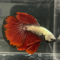the-fish-farm Male Betta Male Betta - One Only - 4 Choose your favourite Male Betta from The Fish Farm Australia