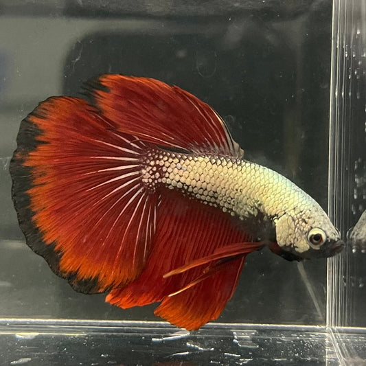 the-fish-farm Male Betta Male Betta - One Only - 4 Choose your favourite Male Betta from The Fish Farm Australia