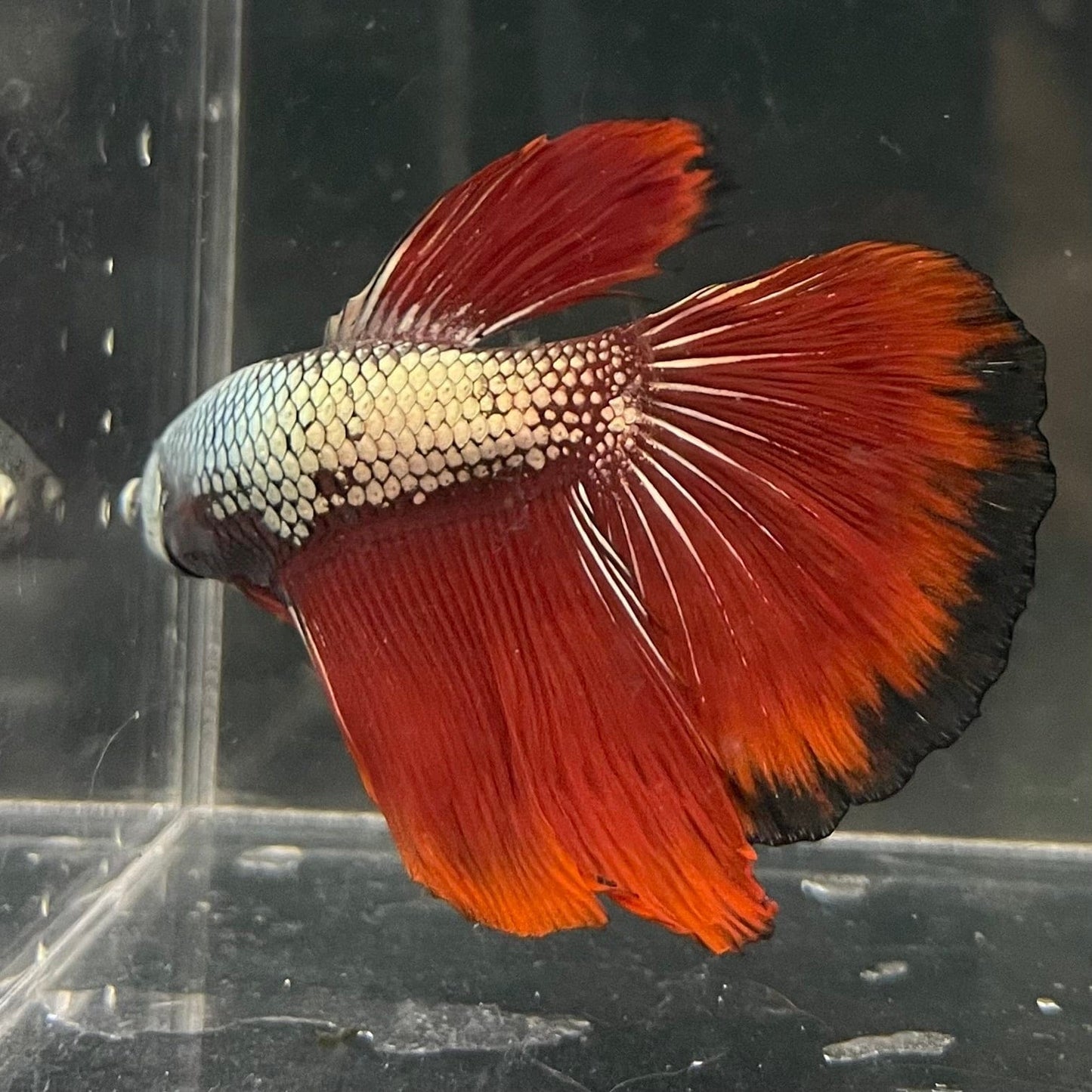 the-fish-farm Male Betta Male Betta - One Only - 4 Choose your favourite Male Betta from The Fish Farm Australia