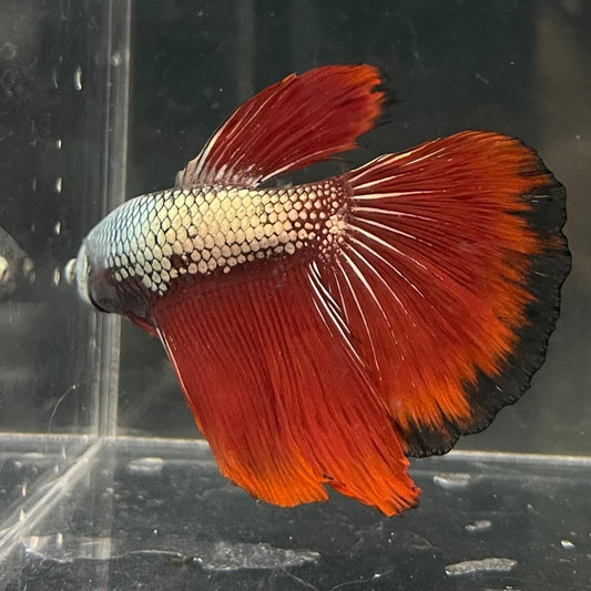 the-fish-farm Male Betta Male Betta - One Only - 4 Choose your favourite Male Betta from The Fish Farm Australia