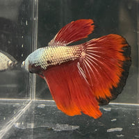 the-fish-farm Male Betta Male Betta - One Only - 4 Choose your favourite Male Betta from The Fish Farm Australia