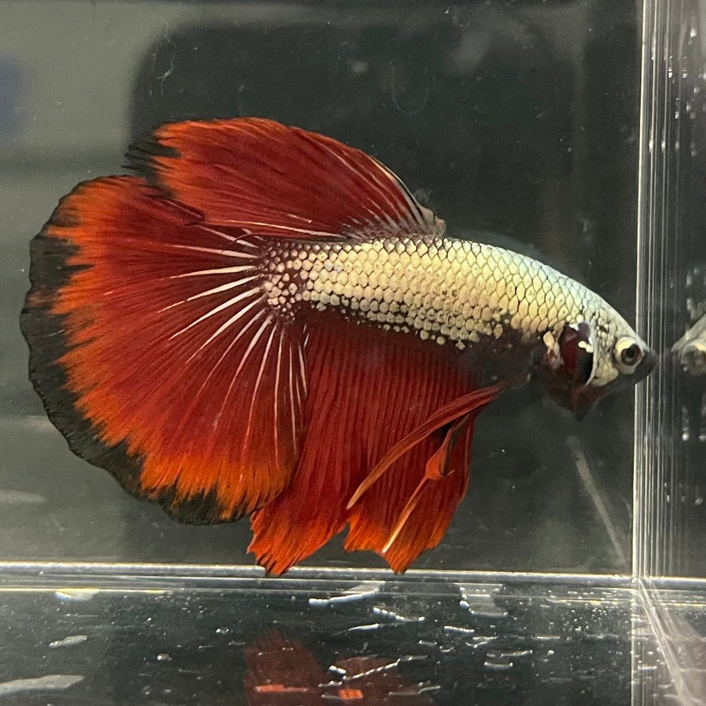 the-fish-farm Male Betta Male Betta - One Only - 4 Choose your favourite Male Betta from The Fish Farm Australia