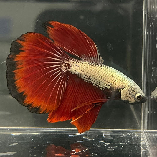 the-fish-farm Male Betta Male Betta - One Only - 4 Choose your favourite Male Betta from The Fish Farm Australia