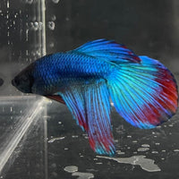 the-fish-farm Male Betta Male Betta - One Only - 4 Choose your favourite Male Betta from The Fish Farm Australia