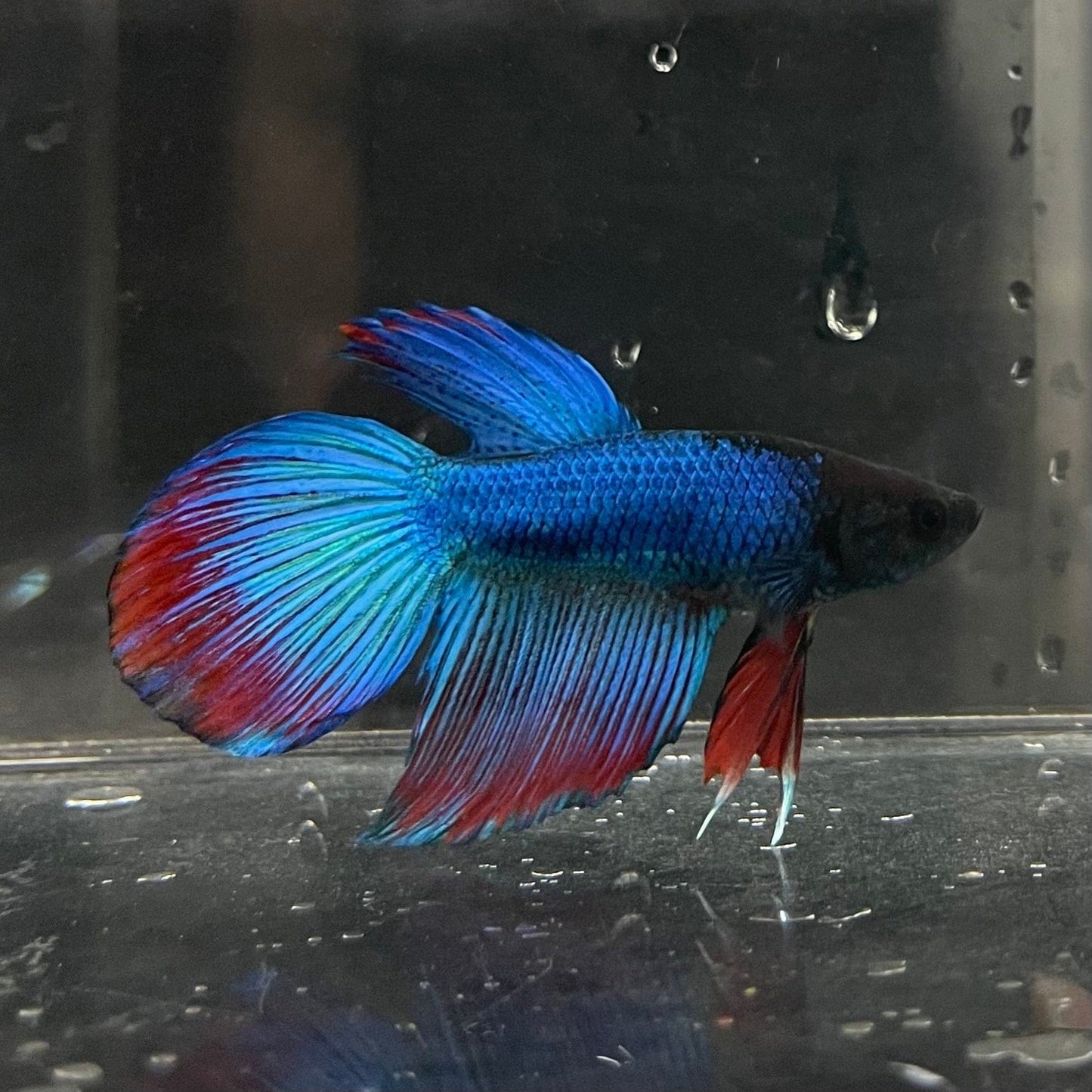 the-fish-farm Male Betta Male Betta - One Only - 4 Choose your favourite Male Betta from The Fish Farm Australia