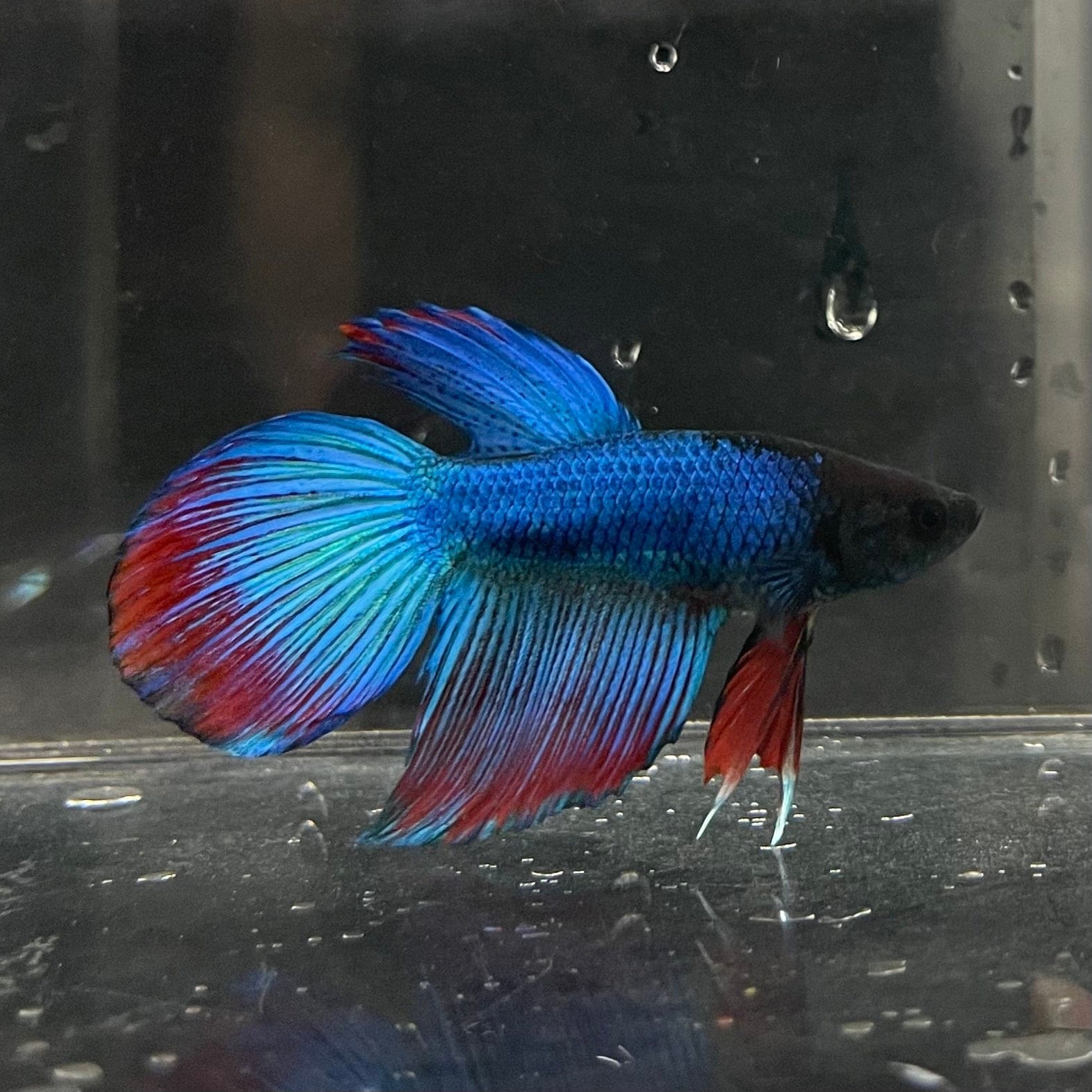 the-fish-farm Male Betta Male Betta - One Only - 4 Choose your favourite Male Betta from The Fish Farm Australia