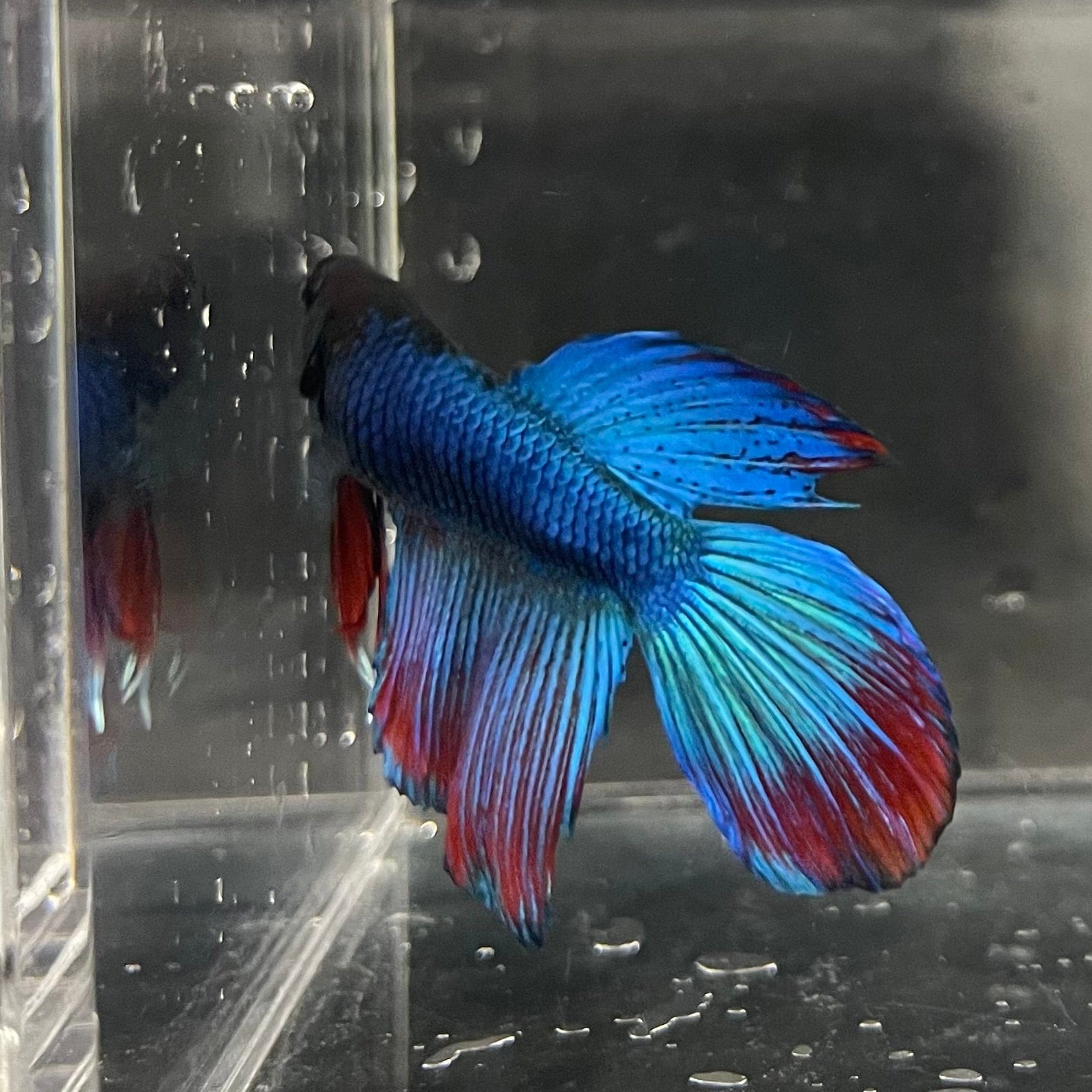 the-fish-farm Male Betta Male Betta - One Only - 4 Choose your favourite Male Betta from The Fish Farm Australia