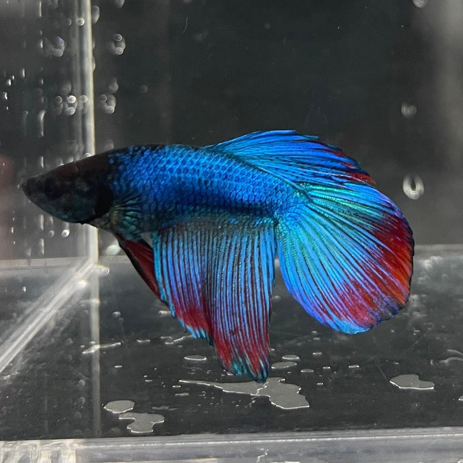 the-fish-farm Male Betta Male Betta - One Only - 4 Choose your favourite Male Betta from The Fish Farm Australia