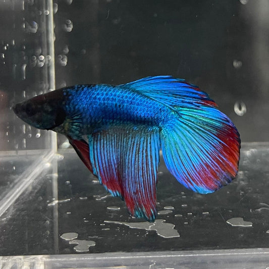 the-fish-farm Male Betta Male Betta - One Only - 4 Choose your favourite Male Betta from The Fish Farm Australia