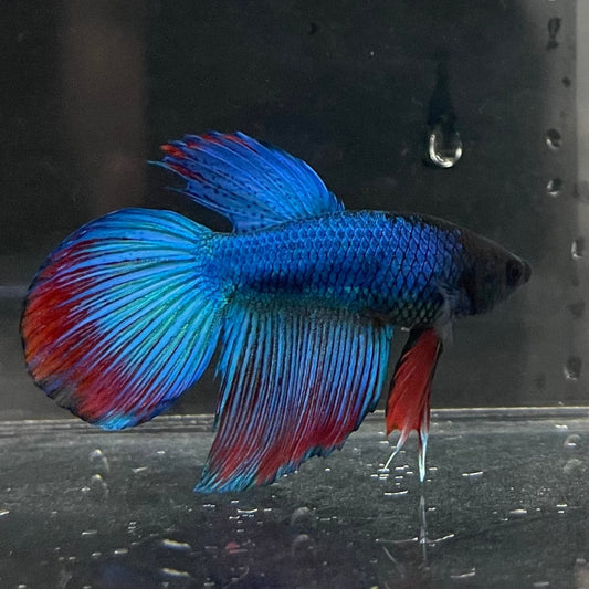 the-fish-farm Male Betta Male Betta - One Only - 4 Choose your favourite Male Betta from The Fish Farm Australia