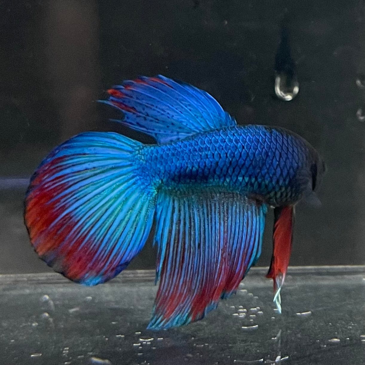 the-fish-farm Male Betta Male Betta - One Only - 4 Choose your favourite Male Betta from The Fish Farm Australia