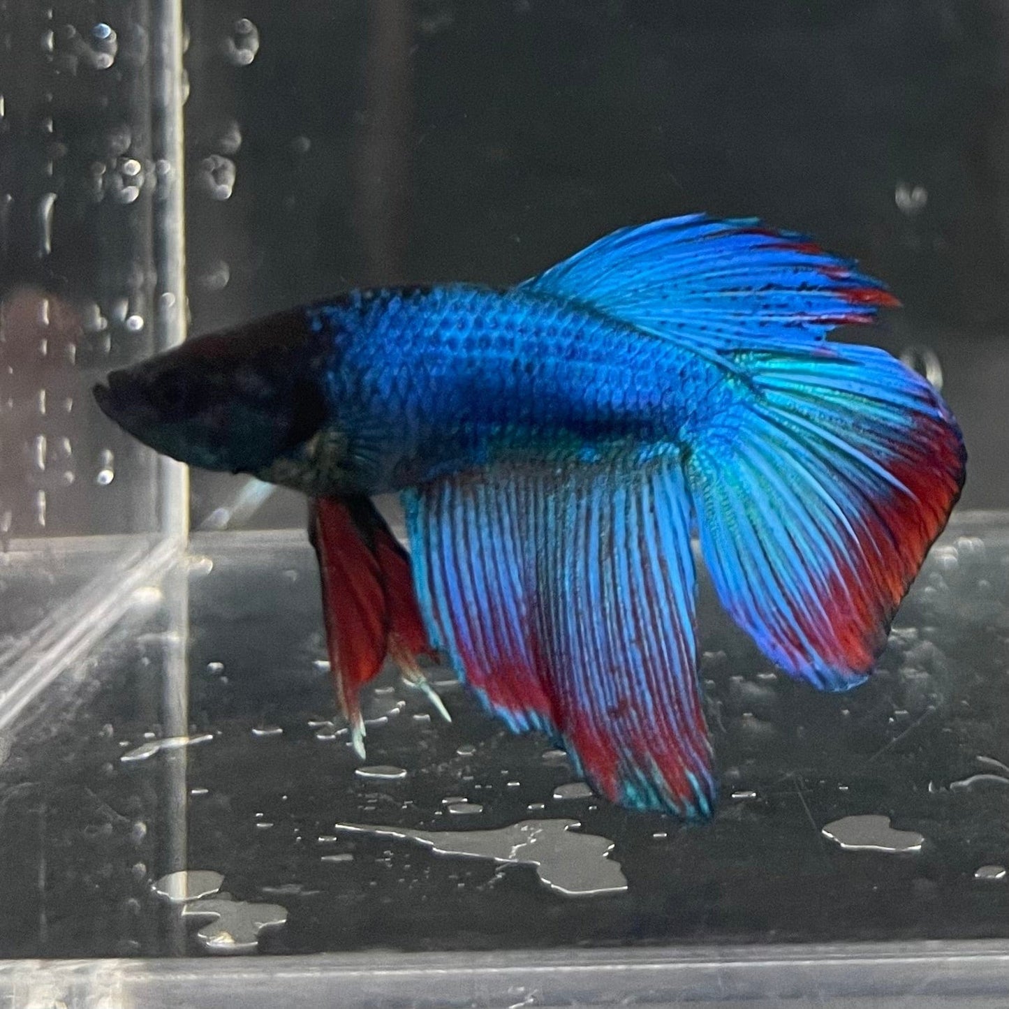 the-fish-farm Male Betta Male Betta - One Only - 4 Choose your favourite Male Betta from The Fish Farm Australia