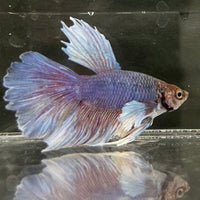 the-fish-farm Male Betta Male Betta - One Only - 4 Choose your favourite Male Betta from The Fish Farm Australia