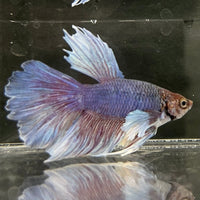 the-fish-farm Male Betta Male Betta - One Only - 4 Choose your favourite Male Betta from The Fish Farm Australia