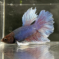 the-fish-farm Male Betta Male Betta - One Only - 4 Choose your favourite Male Betta from The Fish Farm Australia