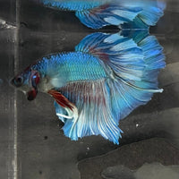 the-fish-farm Male Betta Male Betta - One Only - 4 Choose your favourite Male Betta from The Fish Farm Australia