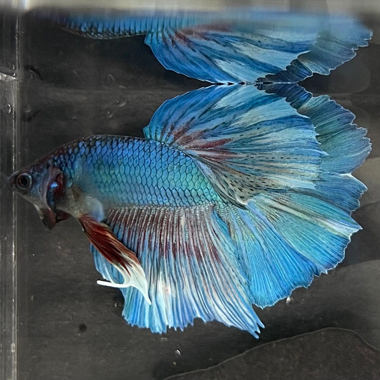 the-fish-farm Male Betta Male Betta - One Only - 4 Choose your favourite Male Betta from The Fish Farm Australia