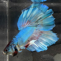 the-fish-farm Male Betta Male Betta - One Only - 4 Choose your favourite Male Betta from The Fish Farm Australia