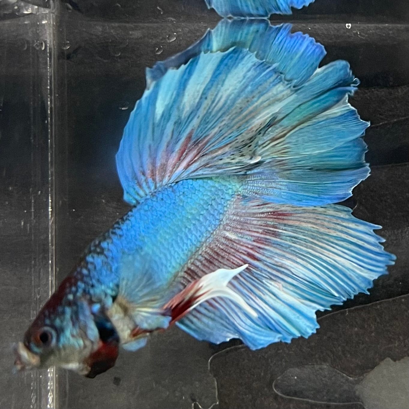 the-fish-farm Male Betta Male Betta - One Only - 4 Choose your favourite Male Betta from The Fish Farm Australia